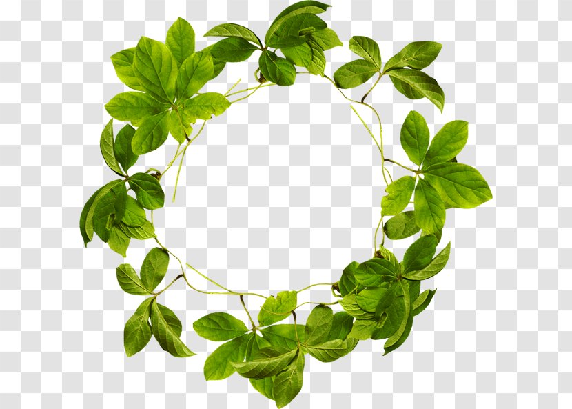 Clip Art - Herb - Leaves Circle Transparent PNG