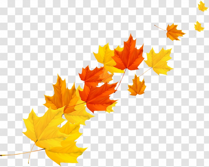Maple Leaf Autumn - Vector Transparent PNG