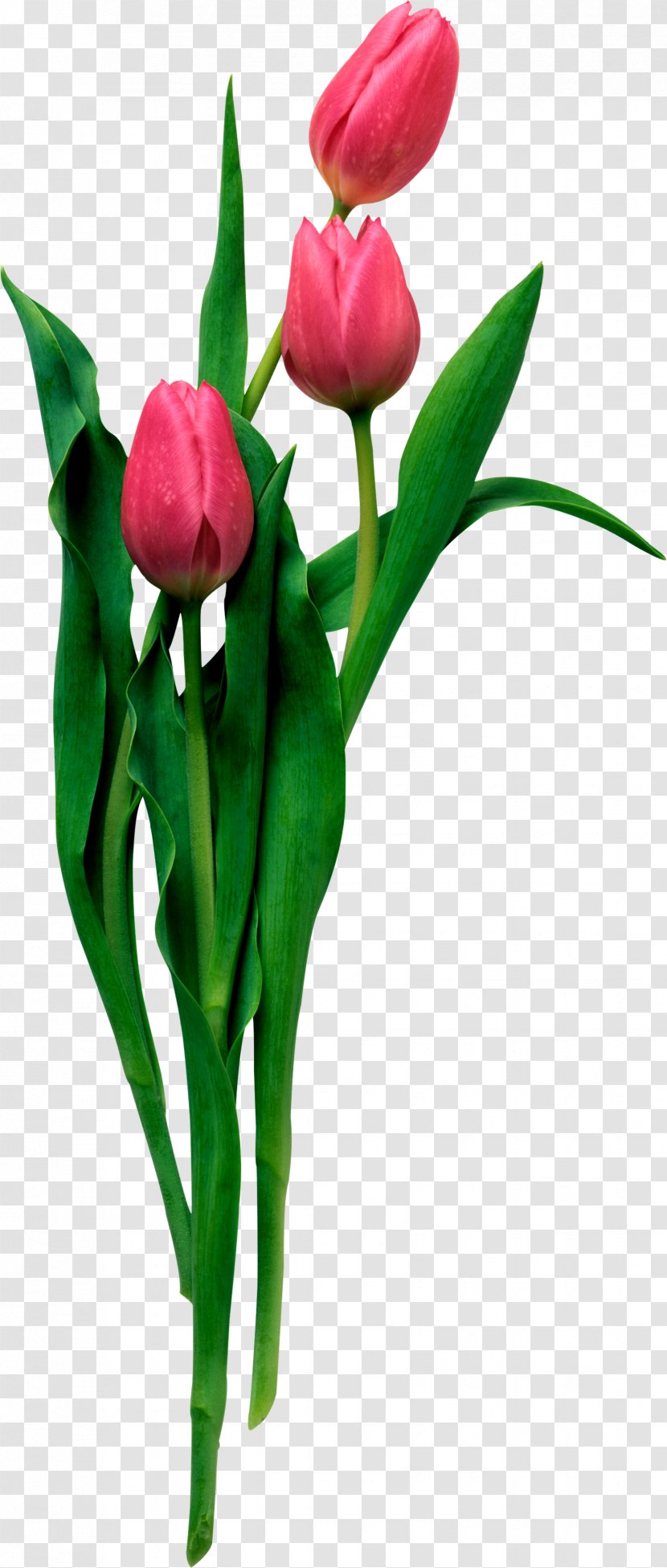 Desktop Wallpaper Tulip Animation - Plant Stem Transparent PNG