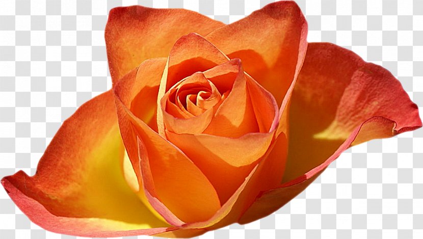 Rose Garden Desktop Wallpaper Flower Transparent PNG