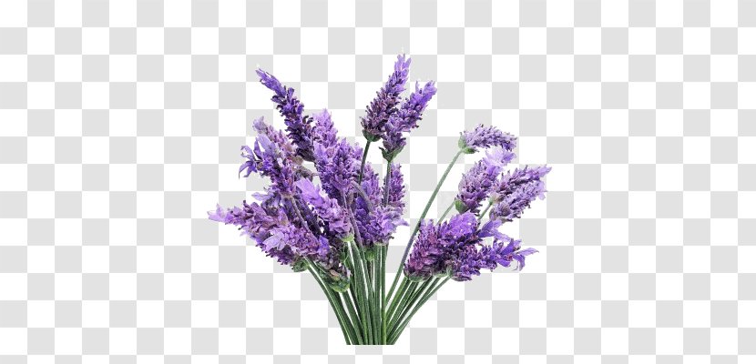 English Lavender Oil Plant Lavandula Latifolia French - Medicinal Plants Transparent PNG