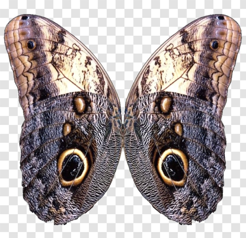 Butterfly Wing Moth Meitu - Cartoon - Avril Lavigne Transparent PNG