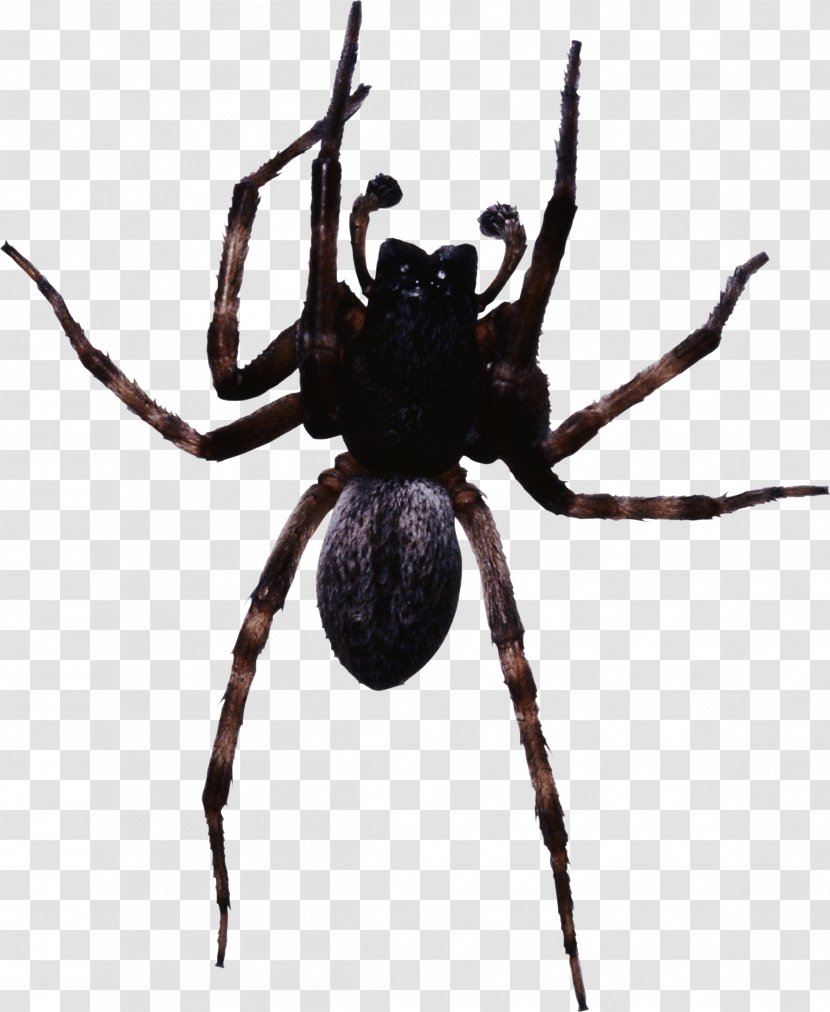 Black House Spider Cheiracanthium Inclusum Widow Spiders Peucetia Viridans - Arthropod - Image Transparent PNG