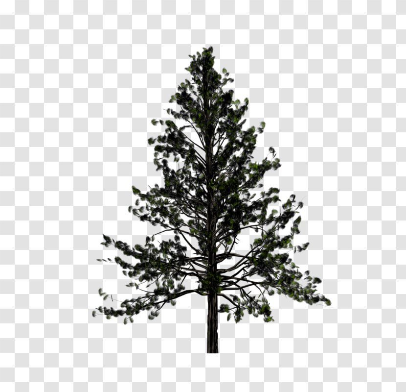 Pine Transparency Tree Fir Transparent PNG