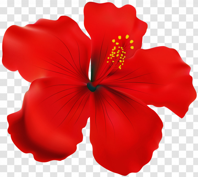 Hibiscus Petal Red Hawaiian Hibiscus Flower Transparent PNG