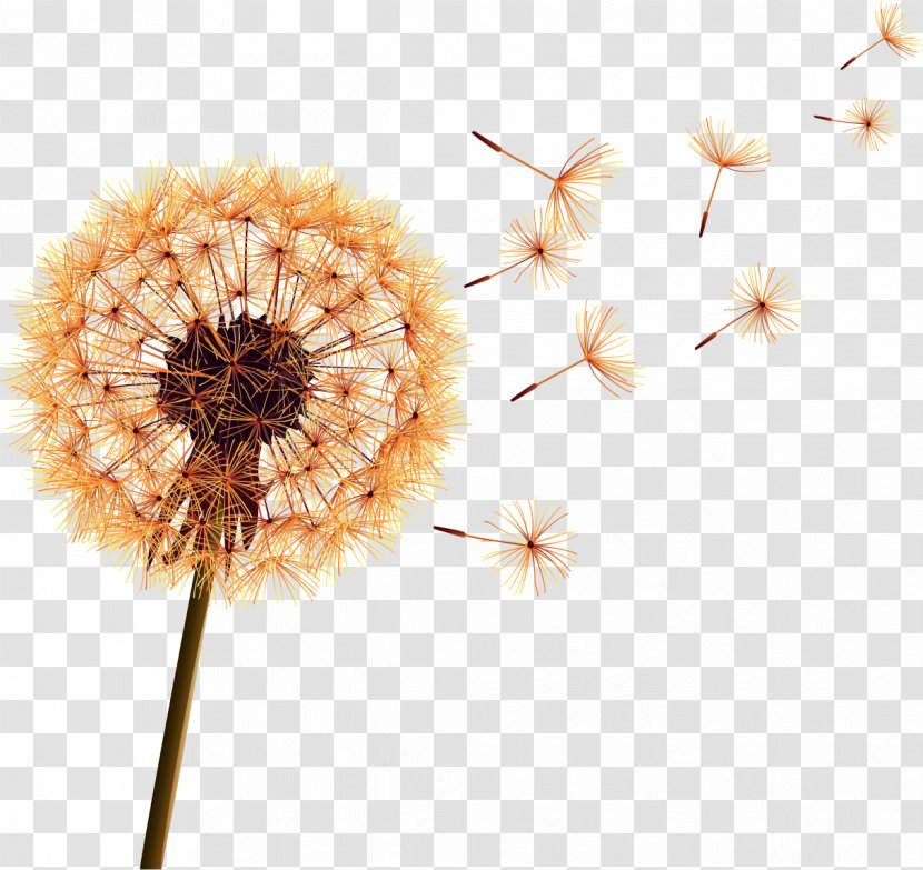 Wallpaper - Stock Photography - Dandelion Transparent PNG