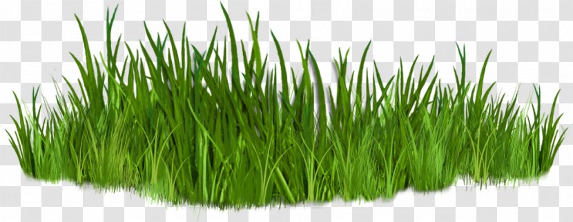 Free Content Thumbnail Clip Art - Presentation - Grass Cliparts Transparent PNG