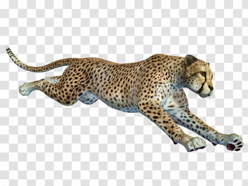 Cheetah African Leopard Remote Camera - Small To Medium Sized Cats - Free Pull The Running Material Transparent PNG