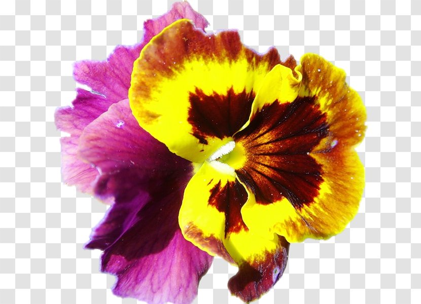 Pansy Annual Plant Clip Art - Violet - Magenta Transparent PNG