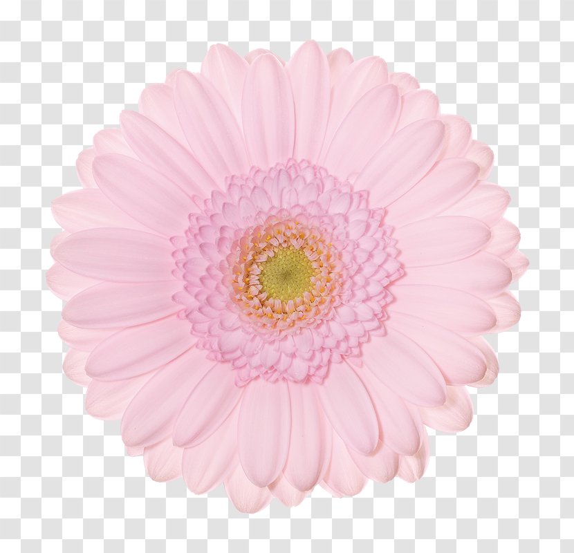 Transvaal Daisy Schreurs Holland B.V. FlowerWeb.sk Chrysanthemum - Business - Dutch Tt Transparent PNG