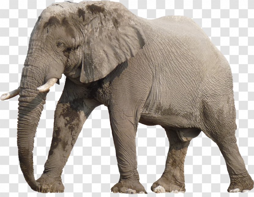 Sossusvlei Etosha National Park Botswana Elephant Wildlife - Africat Foundation - Elephants Transparent PNG