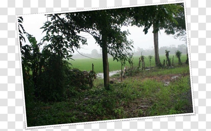 Window Property Tree Fence Land Lot - Real Transparent PNG