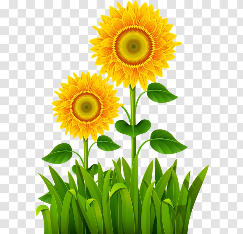 Lawn Clip Art - Floral Design - Sunflower Sisters Transparent PNG
