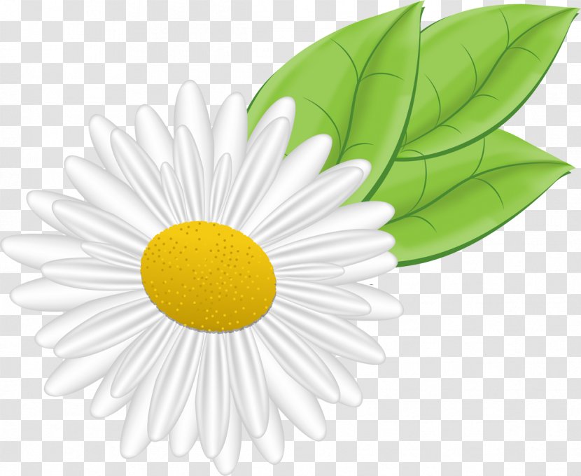 German Chamomile Flower Clip Art - Drawing - Camomile Transparent PNG