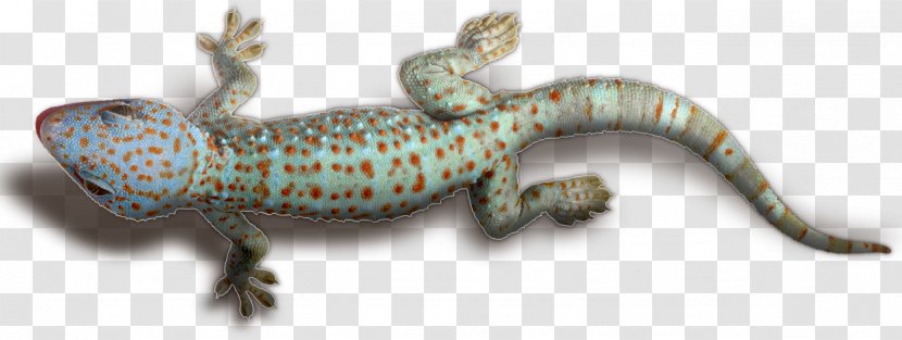 Gecko Super Mario Kart - Reptile - Finnish Spitz Transparent PNG