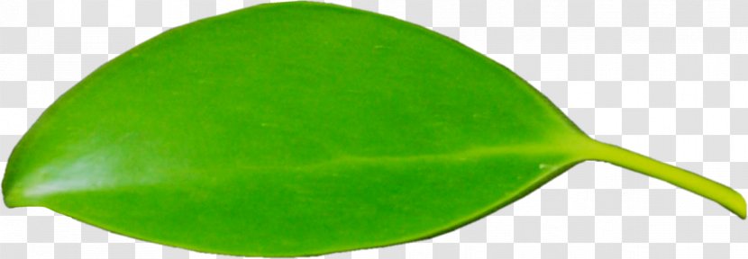 Leaf Product Design - Leafe Vector Transparent PNG