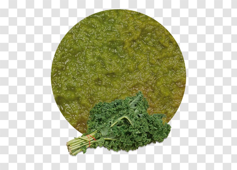 Curly Kale Capitata Group Food Health - Grass - Cruciferous Vegetables Transparent PNG
