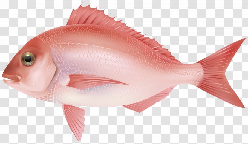 Northern Red Snapper Fish Products As Food Marine Biology Ocean - 7 Transparent PNG