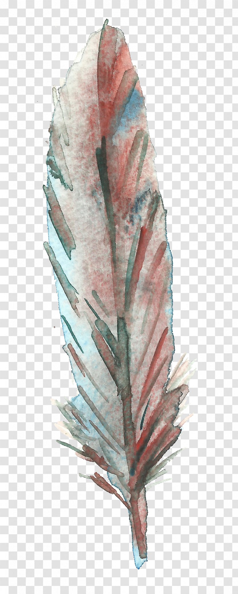 Bird Feather Drawing - Color - Red Transparent PNG