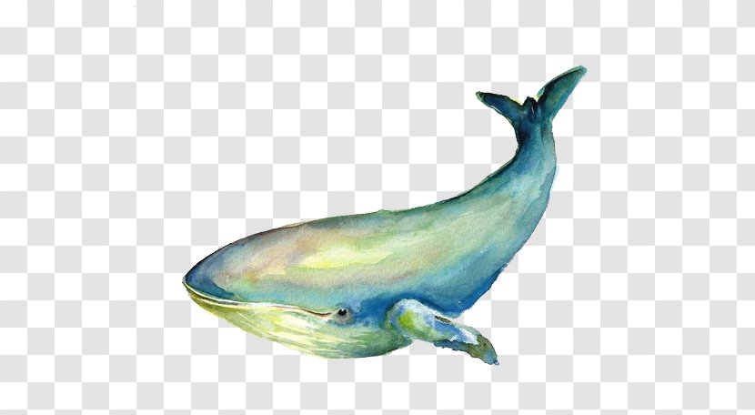 Baleen Whale Blue Illustration - Art Transparent PNG