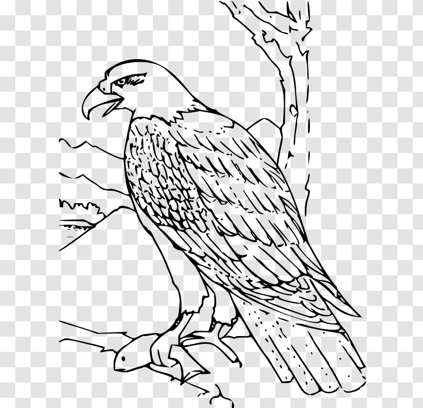 Bald Eagle White-tailed Coloring Book - Monochrome - Cartoon Character Transparent PNG