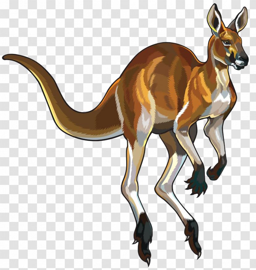 Red Kangaroo Platypus Clip Art - Hand Painted Transparent PNG