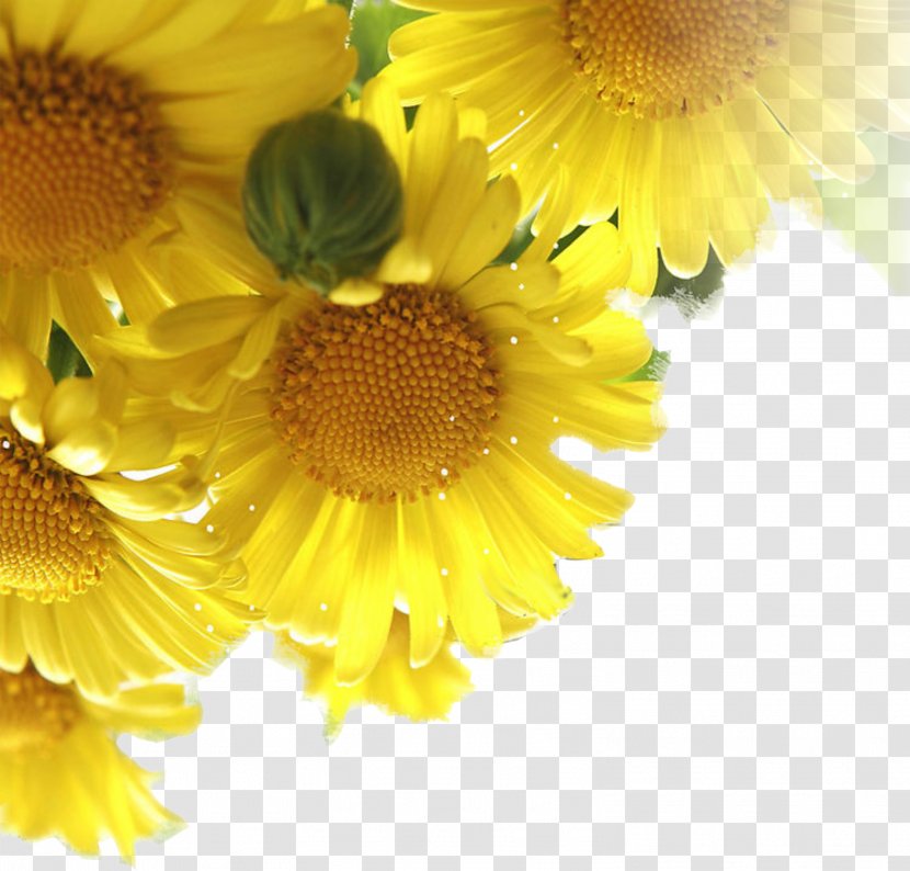 Double Ninth Festival Poster - Yellow - Sunflower Transparent PNG