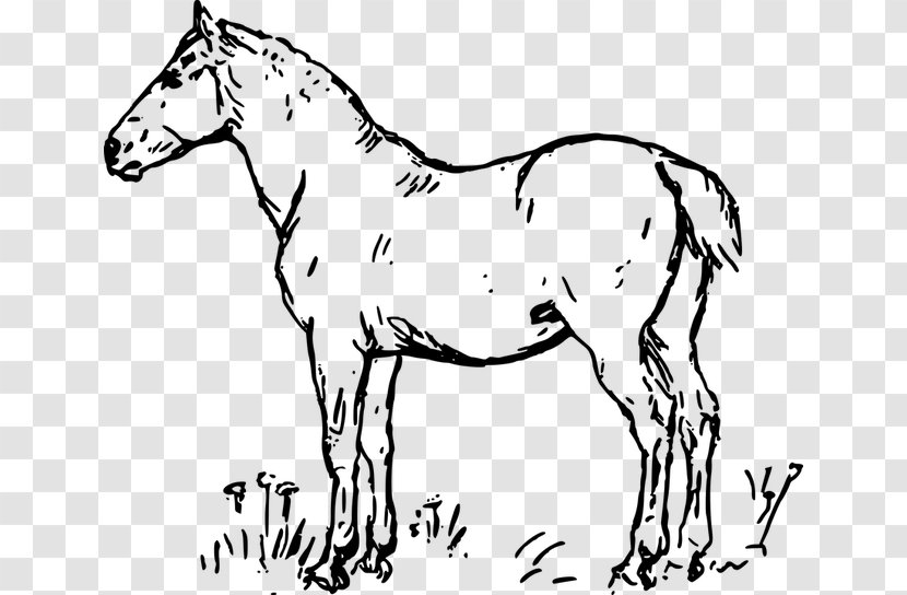 Standing Horse Stallion Colt American Quarter Drawing - Animal - Silhouette Transparent PNG