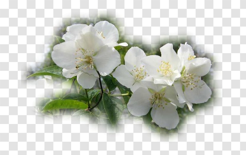 Jasmine Rose Family Cherry Blossom - Flowering Plant Transparent PNG