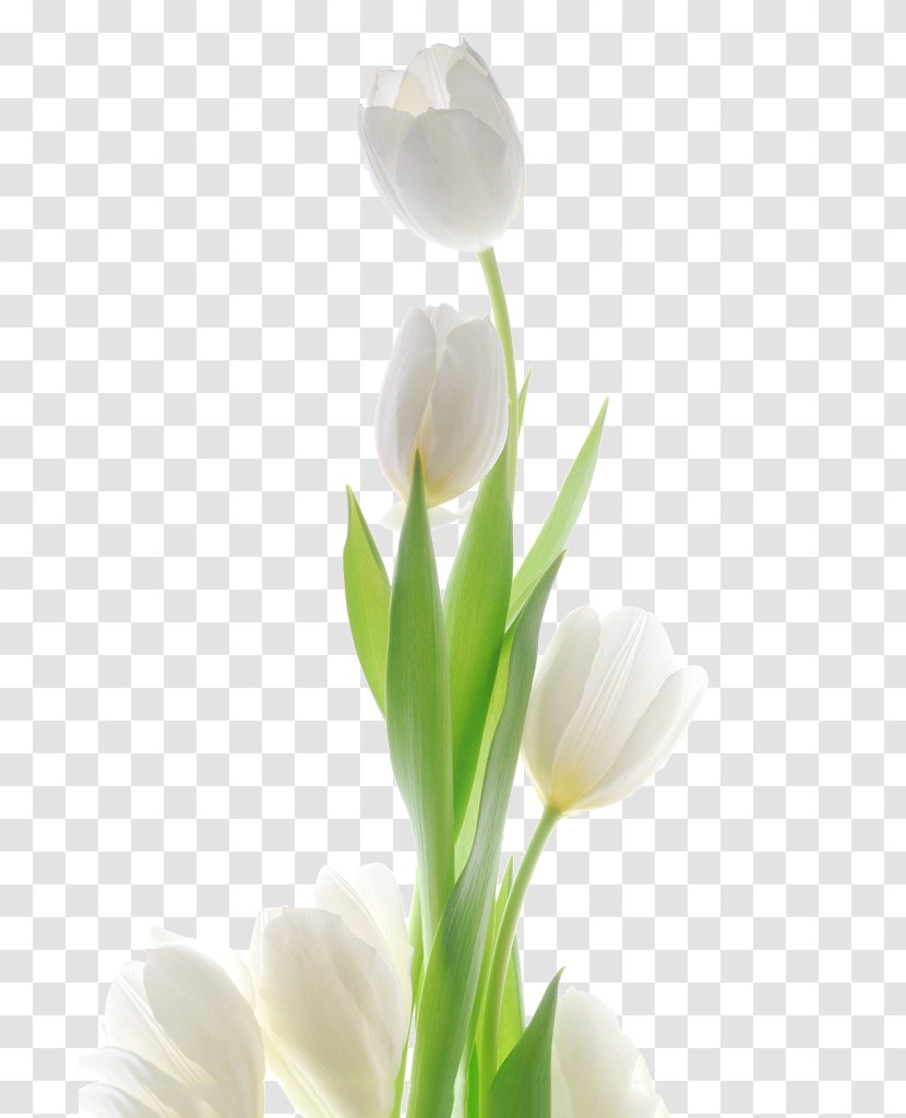 Tulip Flower Wallpaper - Plant Stem - The White Transparent PNG