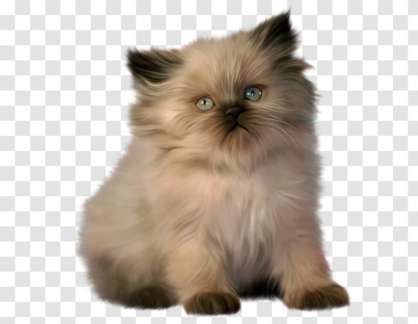 Maine Coon Kitten Puppy - Birman - Cute Little Kitty Clipart Transparent PNG