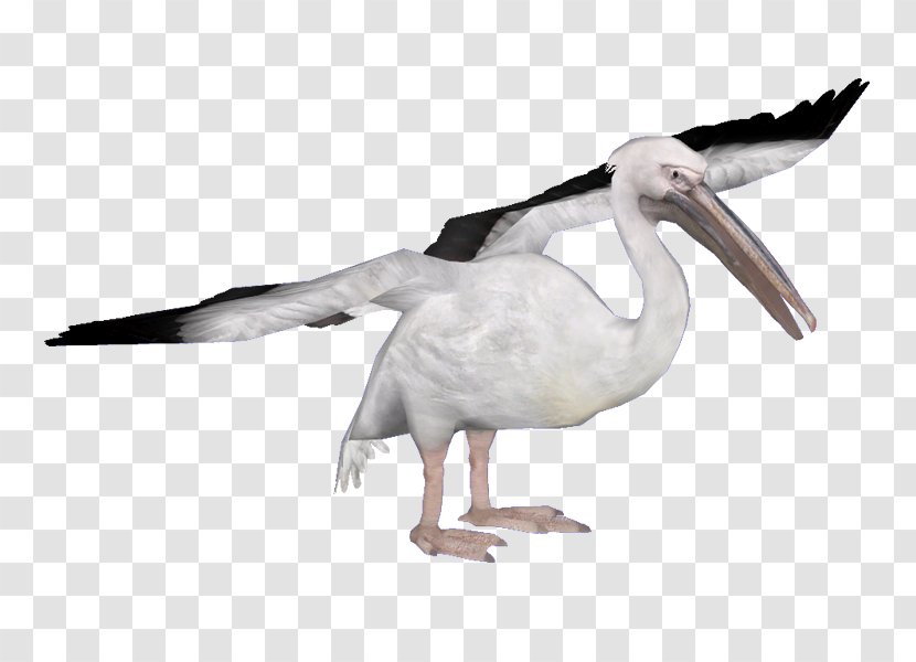 Heron Water Bird Spoonbills Great White Pelican - Cygnini Transparent PNG