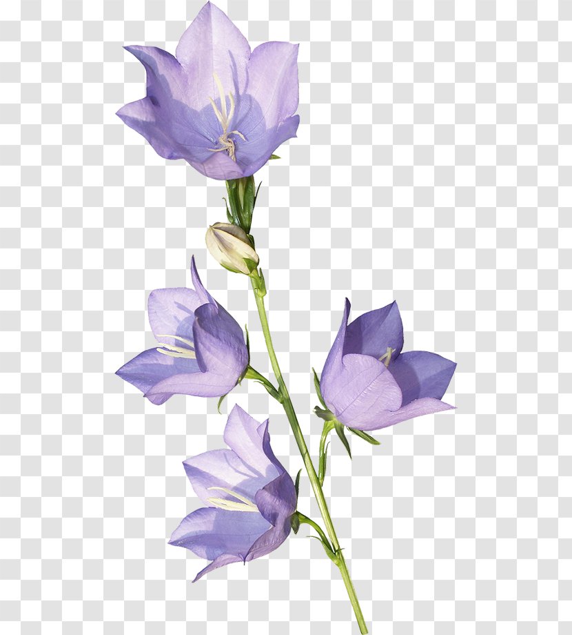 Harebell Flower Violet School Bell - Lilac Transparent PNG