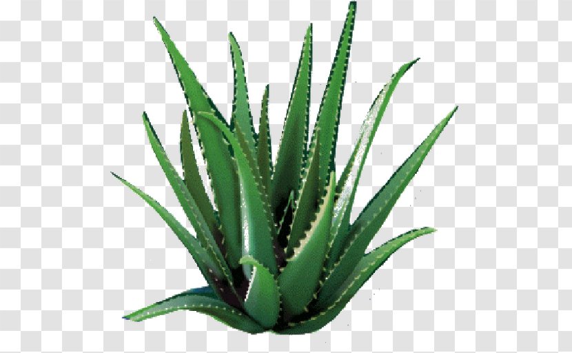 Aloe Vera Forever Living Products Lotion Medicinal Plants Asphodelaceae - Agave - Plant Stem Transparent PNG