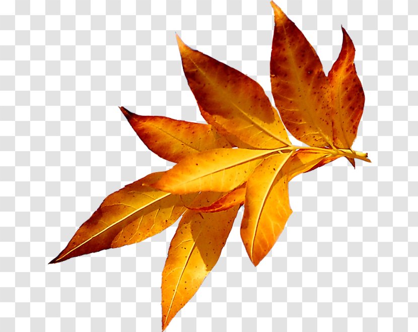 Autumn Leaves Maple Leaf Я, как осенний лист Abscission - Violet Transparent PNG