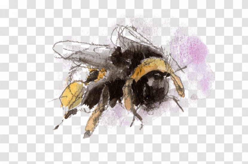Honey Bee Bumblebee Insect Nature - Naturalist Transparent PNG
