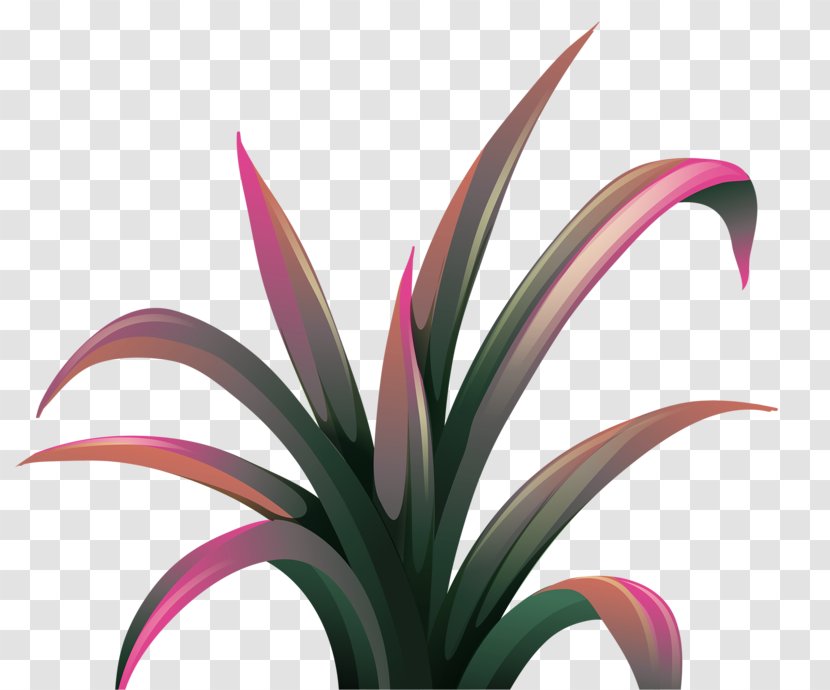 Download Clip Art - Houseplant - Beautiful Plant Transparent PNG