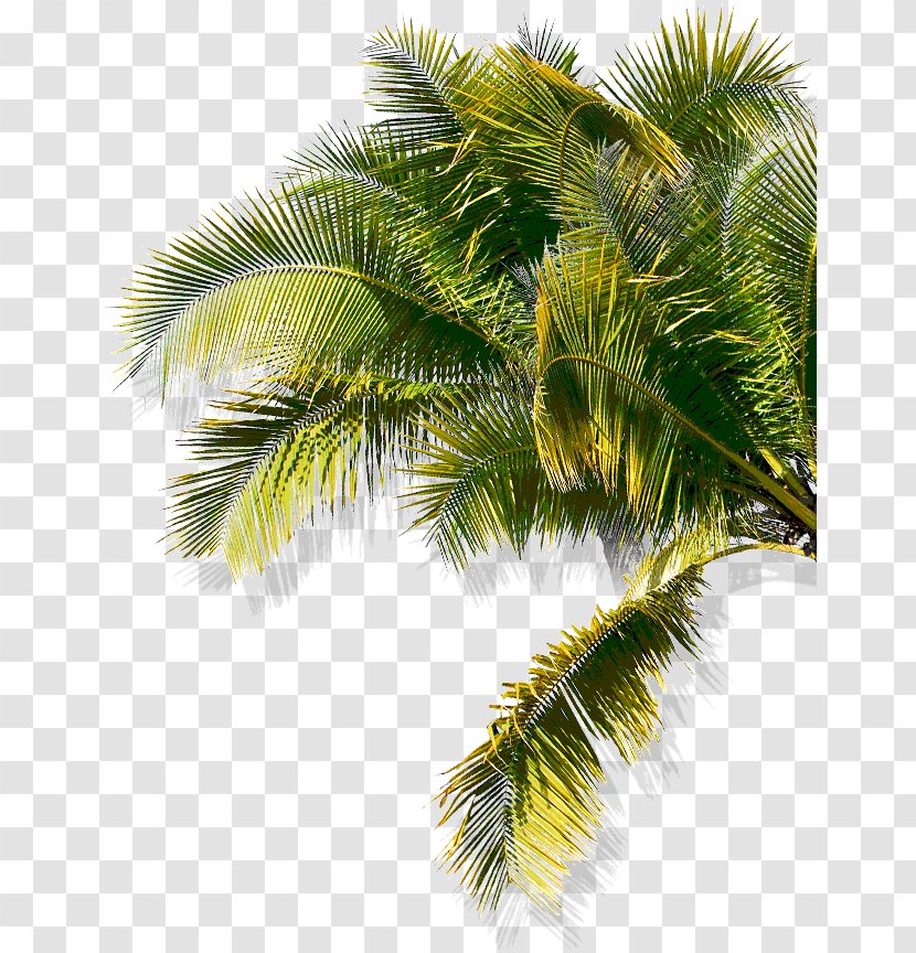 Asian Palmyra Palm Babassu Oil Palms Coconut Date Transparent PNG