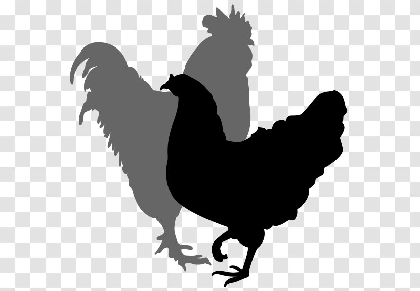 Chicken Rooster Silhouette Hen Clip Art - Drawing - Cliparts Transparent PNG