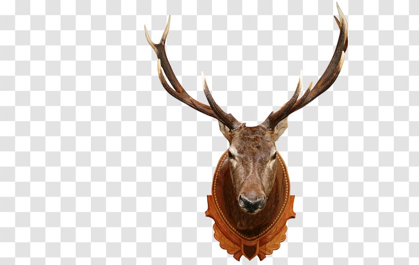 White-tailed Deer Elk Moose Red - Whitetailed Transparent PNG