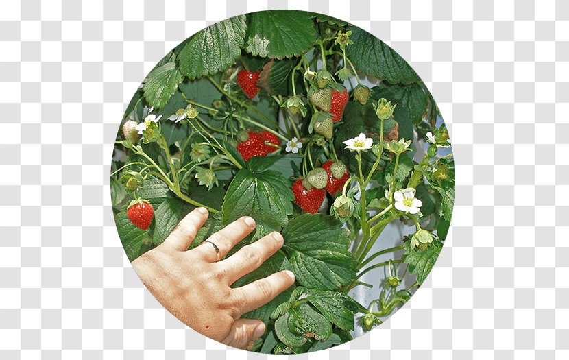 Amazon.com Vertical Farming Food Agriculture Gardening - Amazoncom - Strawberry Farm Transparent PNG