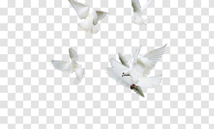 Pigeons And Doves Beak Wing - Columbidae Transparent PNG