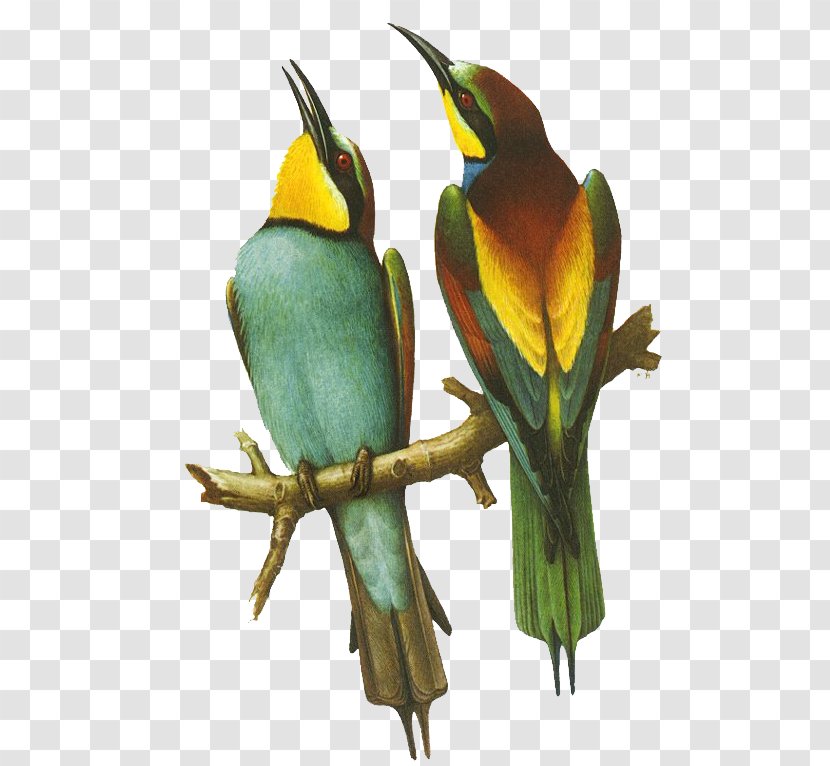Bird Bee-eater Parrot Beak Clip Art - Membrane Winged Insect Transparent PNG