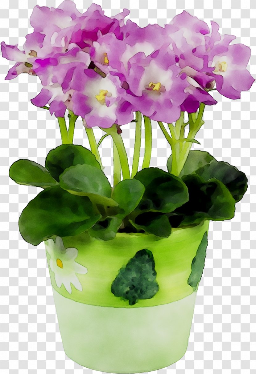 Primrose Cattleya Orchids Flowerpot Moth - Flowering Plant - Family M Invest Doo Transparent PNG