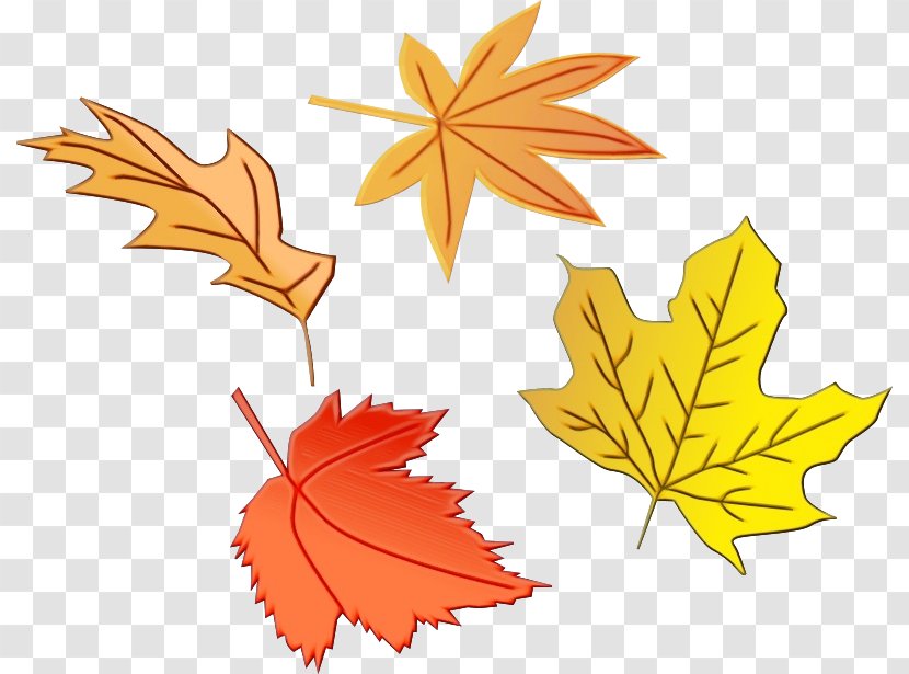 Autumn Leaf Drawing - Flower Silver Maple Transparent PNG