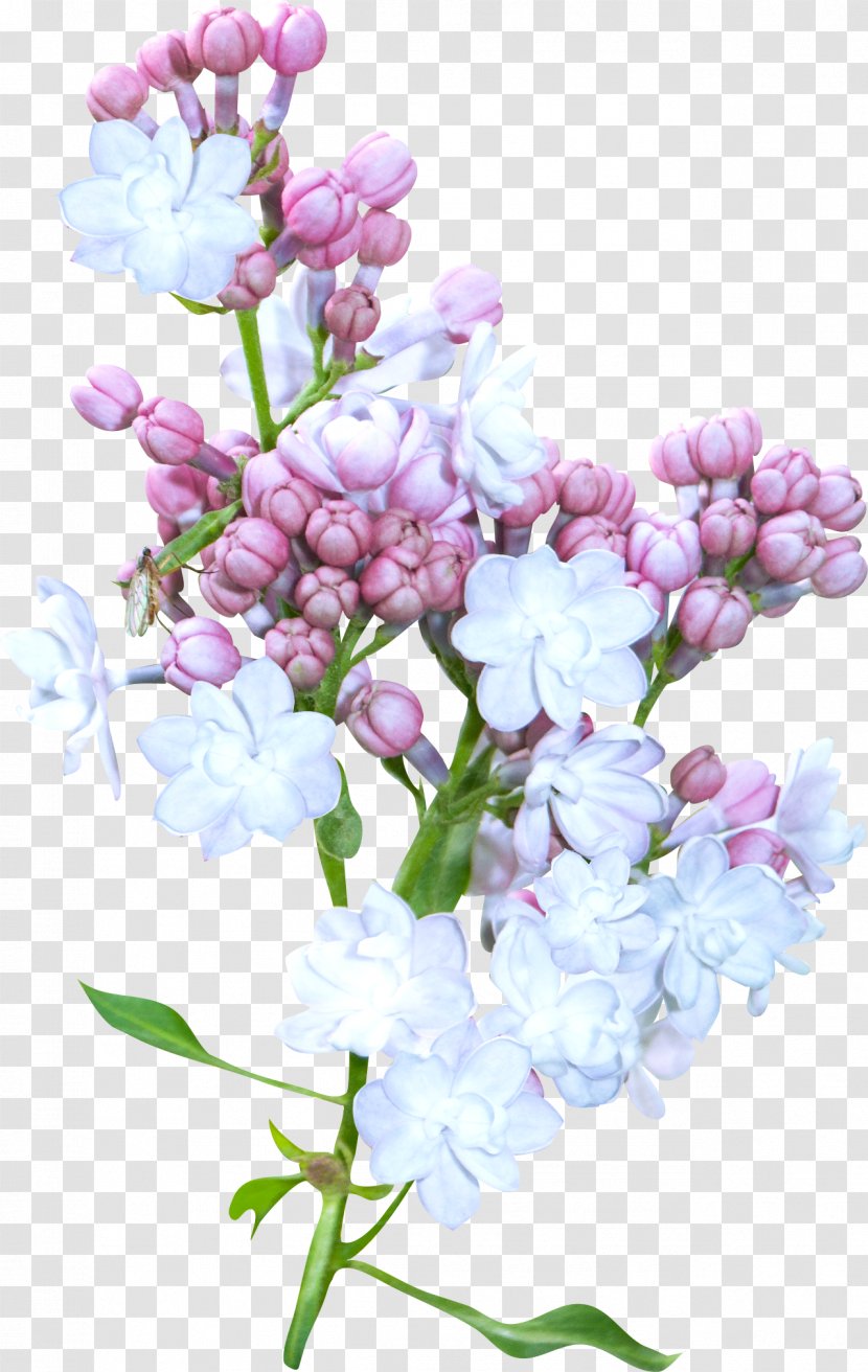 Flower Blue - Petal - Spring Transparent PNG