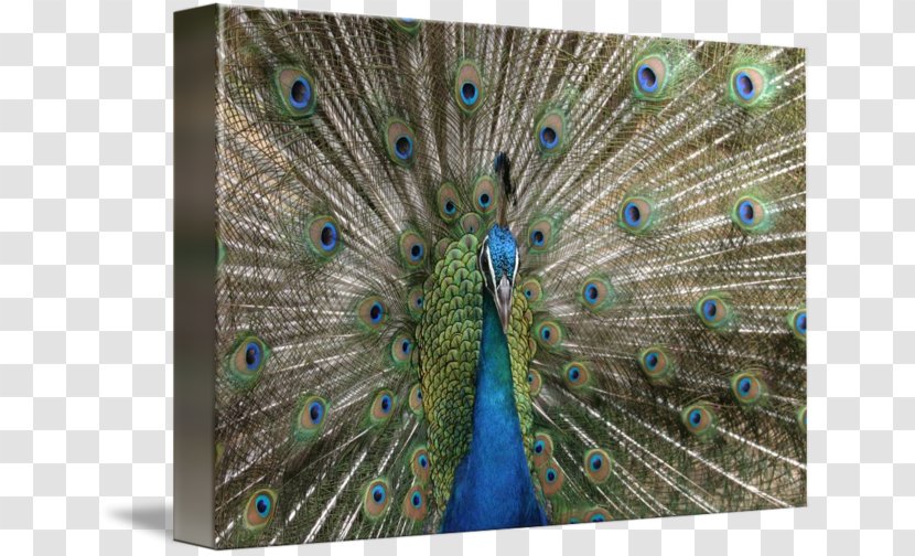 Asiatic Peafowl Bird Galliformes Feather - Art - Peacock Transparent PNG