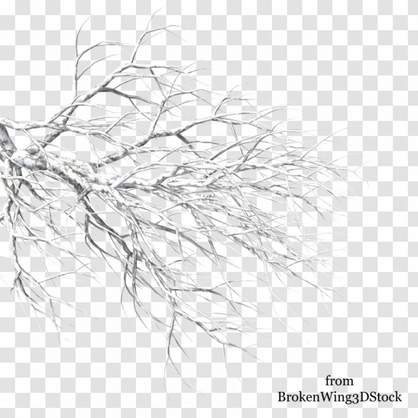 Tree Winter Branch Drawing - Monochrome - Snow Transparent PNG