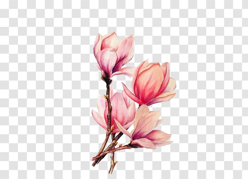 Watercolor Painting Tattoo Drawing Magnolia - Flower - Lotus Transparent PNG