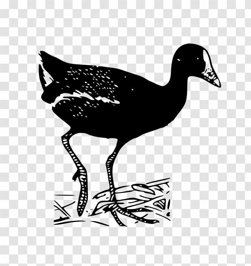 Duck Goose Fowl Feather Fauna - Wildlife - Shorebird Transparent PNG
